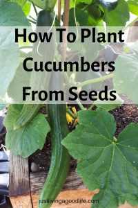 How To Plant Cucumber Seeds: Planting, Growing & Harvesting! - Just ...