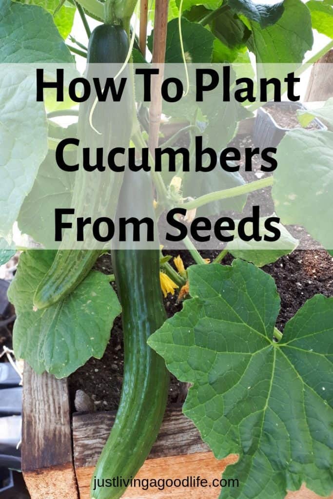 How To Plant Cucumbers From Seeds