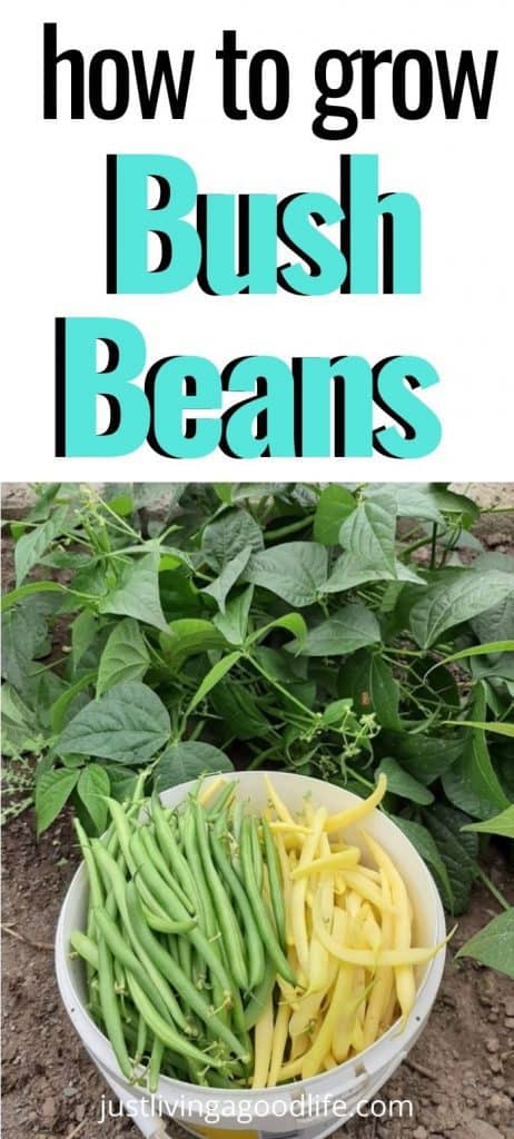 How To Grow Bush Beans Planting Growing Harvesting Tips Just Living A Good Life