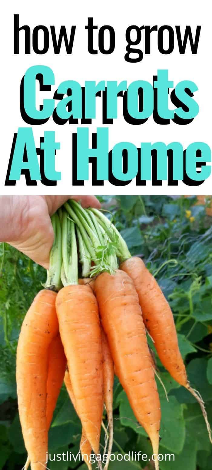 Learn how to grow carrots at home