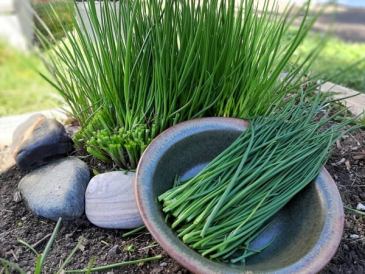 Freshly harvested chives