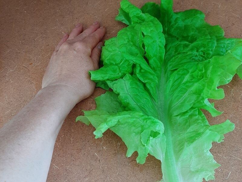 A very large loose leaf lettuce leaf