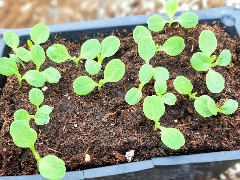 lettuce seedlings sprouting up in planted container
