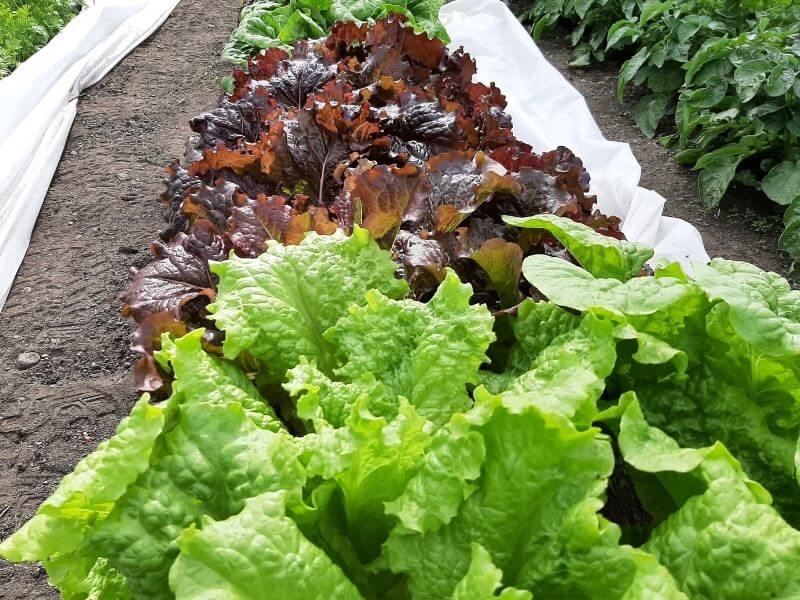How to grow lettuce at home - A beautiful row of healthy red and green leaf lettuce