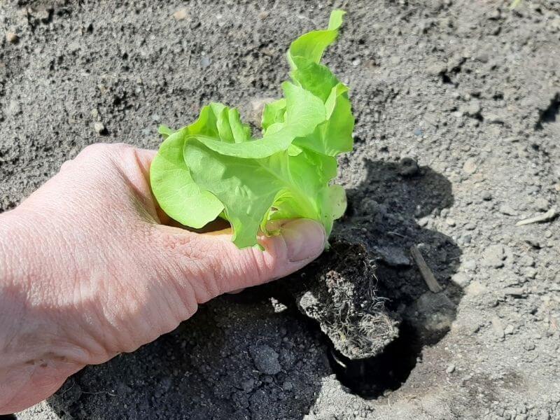 Transplanting lettuce seedling into ready made holes in the garden