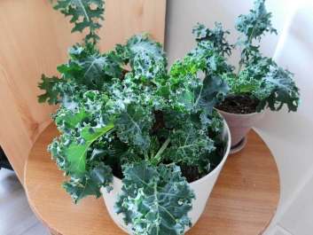 Grow Kale Indoors