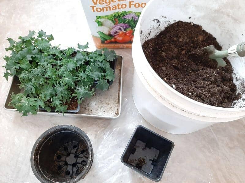 Getting Ready To Transplant Kale Plants