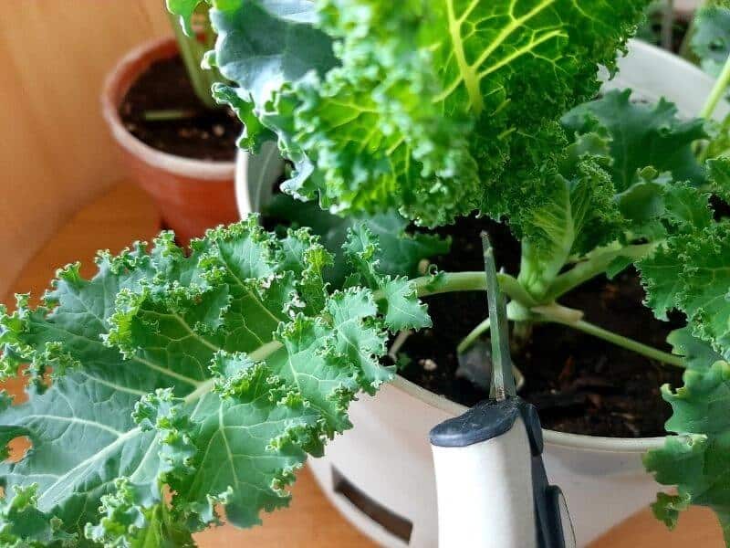 Harvesting Kale So You Don't Kill The Plant