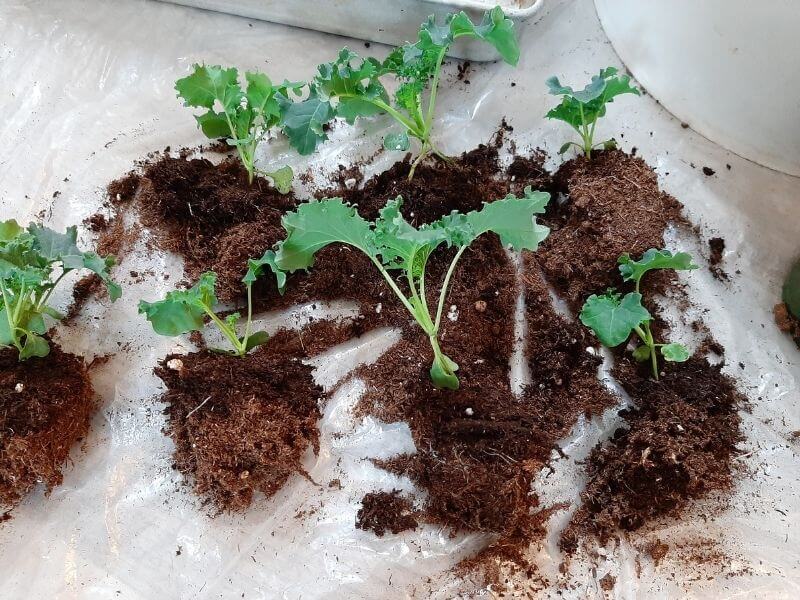 Transplanting Kale Plants