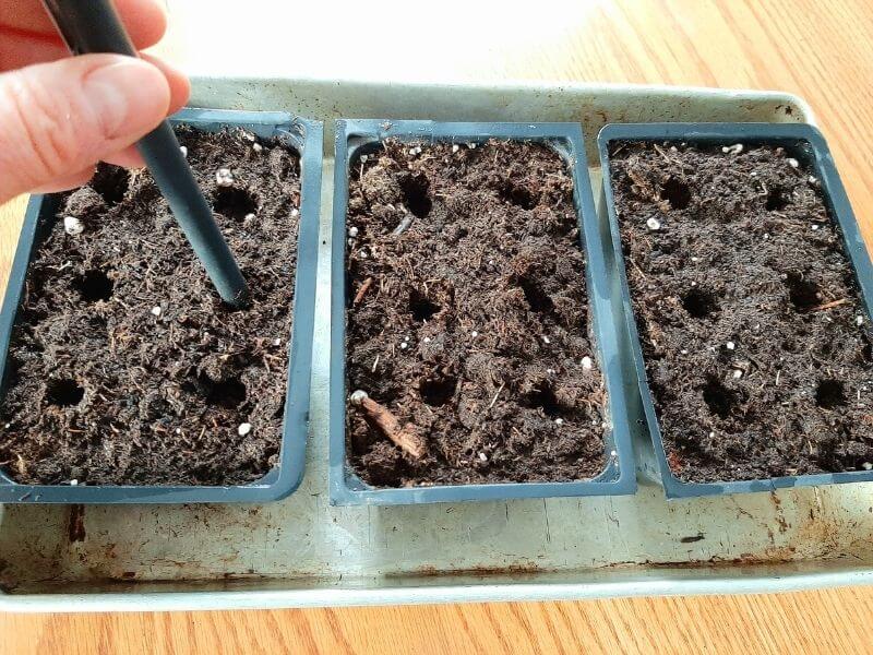 Planting Kale Indoors