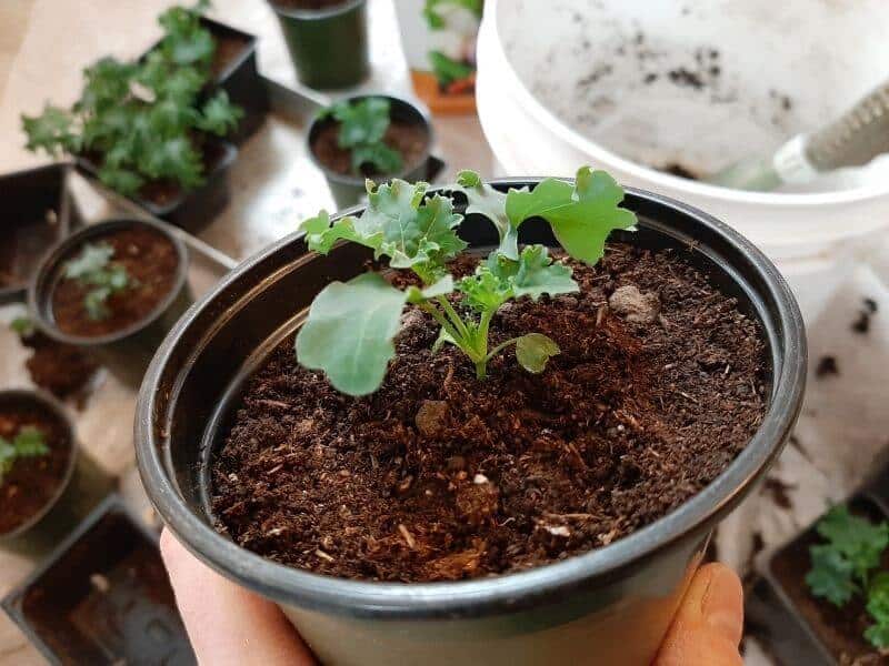 Newly Transplanted Kale Plant